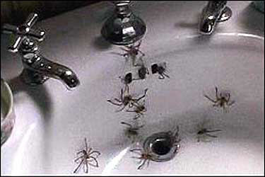 Quelle scène de film vous a traumatisé enfant ? Arachno